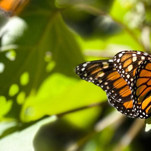 Nature Without Borders – The Wondrous Migration of Monarch Butterflies