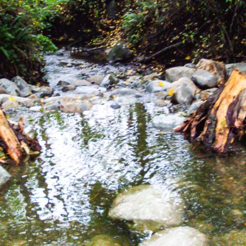 Guichon Creek Nature Meditation Session