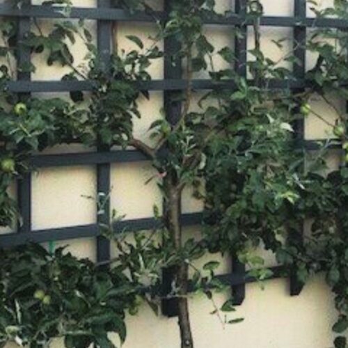 Take a foraging tour through BCIT’s edible gardens